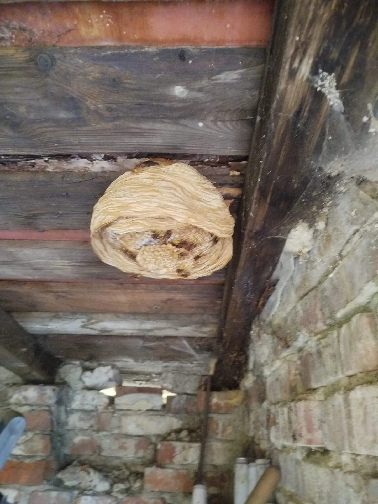 Likvidace obtížného hmyzu, Radslavice 3.8.2025