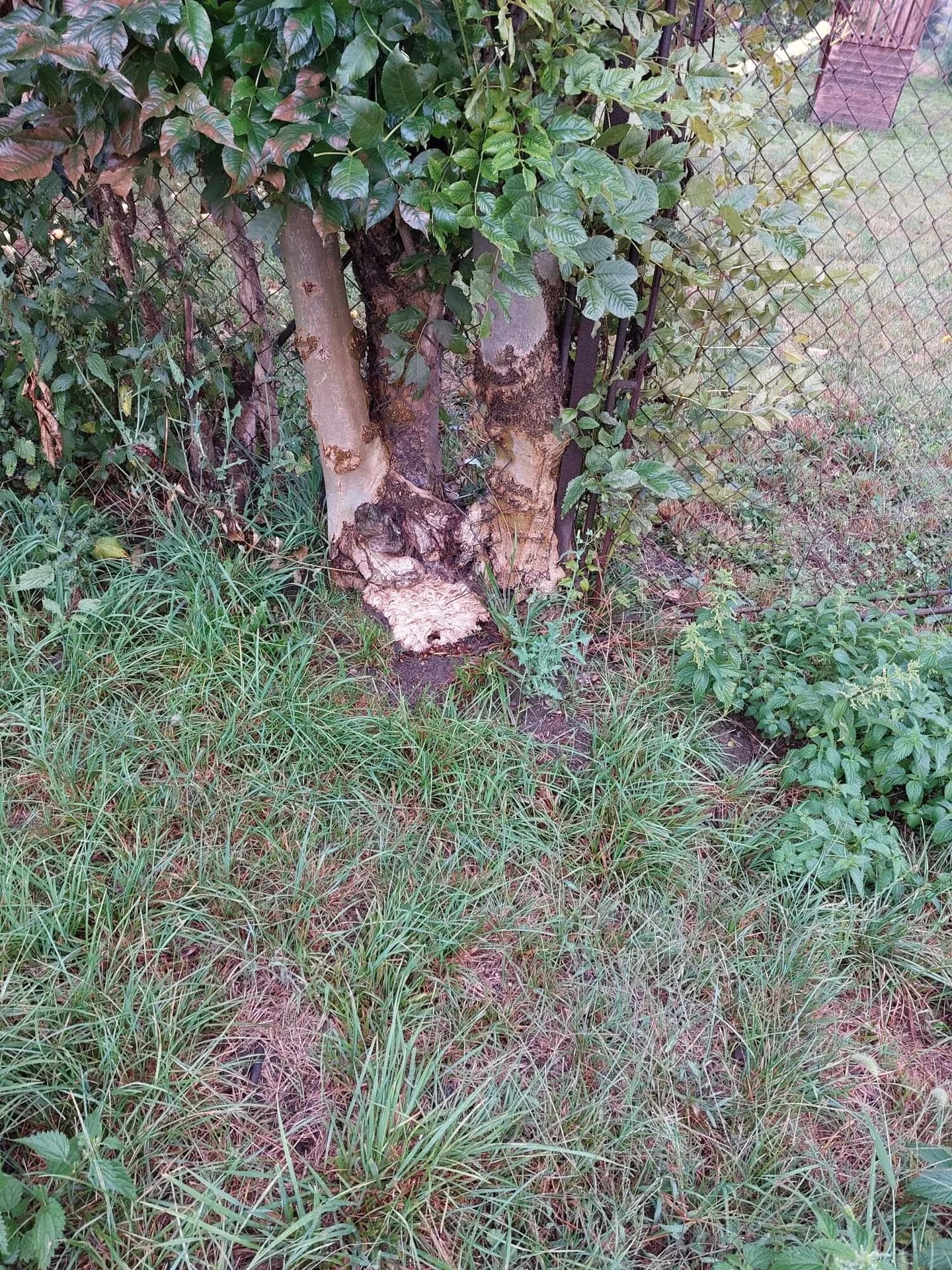 TP likvidace obtížného hmyzu Radslavice 17.8.2024