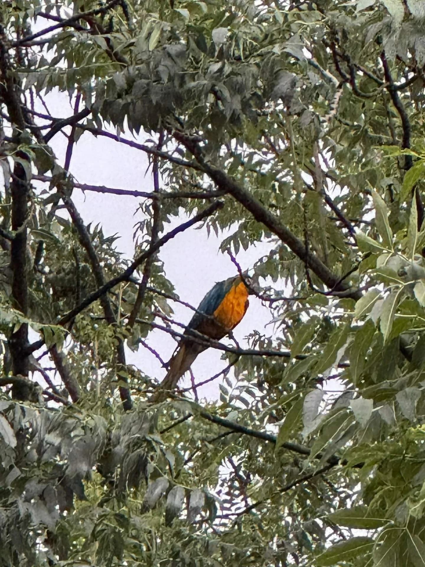 Záchrana osob a zvířat z výšky, Radslavice, papoušek 20m na stromě 14.9.2024